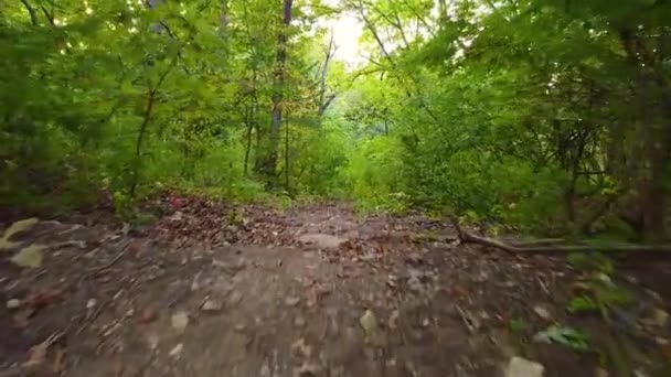 森の中を進むトレイル入口 — ストック動画