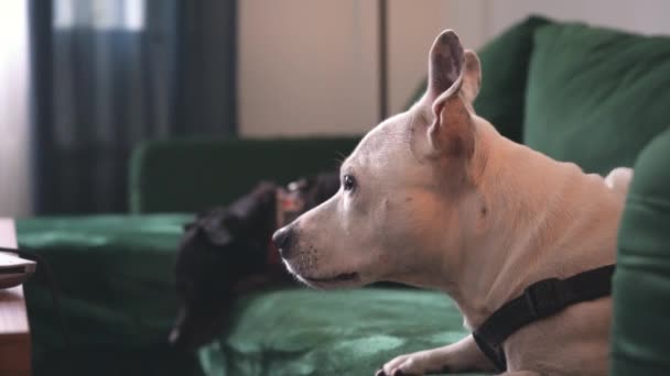 Honden Ontspannen Bank Letland Riga 2021 — Stockvideo