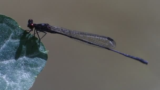 Needle Dragonfly Ischnura Heterosticta Characterized Slender Needle Body Shape Upright — ストック動画