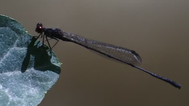 在Hd视频中 针蜻蜓 Ischnura Ąticta 的特征是纤细的针状体形和直立的翅膀位置 — 图库视频影像