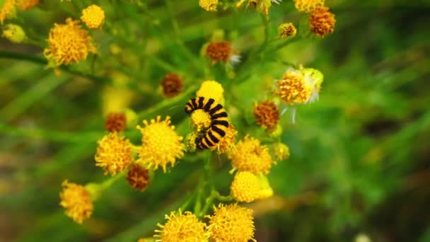 黄色毛毛虫在黄色的花朵上伪装 从上方看 沙门氏蛾 沙门氏菌科 — 图库视频影像