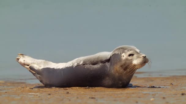 Faule Und Schläfrige Robben Liegen Meeresufer Vergrößert Aus Nächster Nähe — Stockvideo