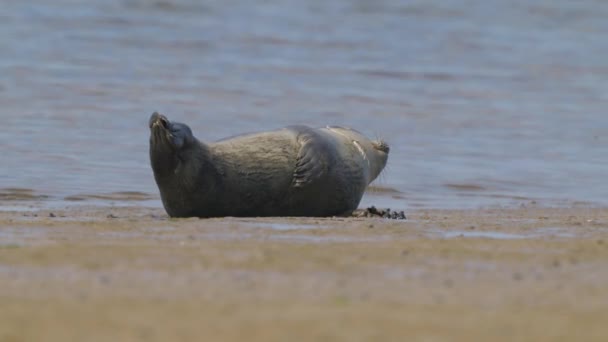 Jolie Phoque Adorable Reposant Sur Bord Mer Sablonneux — Video