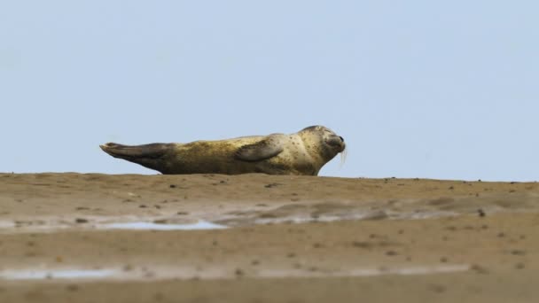 Una Foca Perezosa Durmiendo Orilla Del Mar Vista Ángulo Bajo — Vídeos de Stock