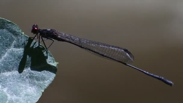 Insecten Video Rangrang Mieren Mosselen Oecophylla Zijn Vrij Grote Mieren — Stockvideo