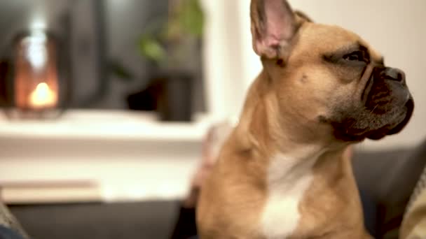 Bir Uykucu Fransız Bulldog Kapalı Mekanını Kapat — Stok video