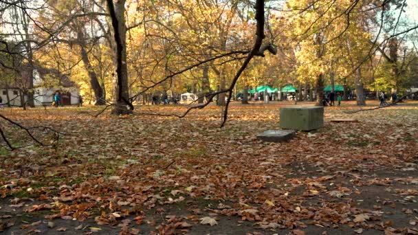 Осень Парке Гданьске Олива Оливский Парк Популярное Туристическое Направление Польша — стоковое видео