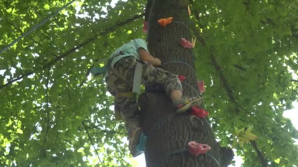 Ein Kleiner Junge Klettert Auf Einen Baum — Stockvideo