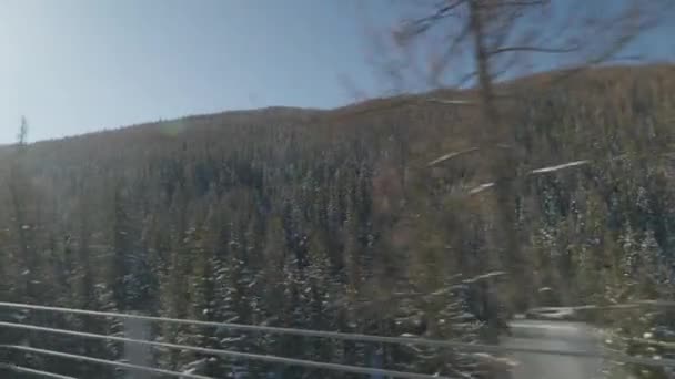 Okna Auta Vidět Borový Les Zimní Výlet — Stock video