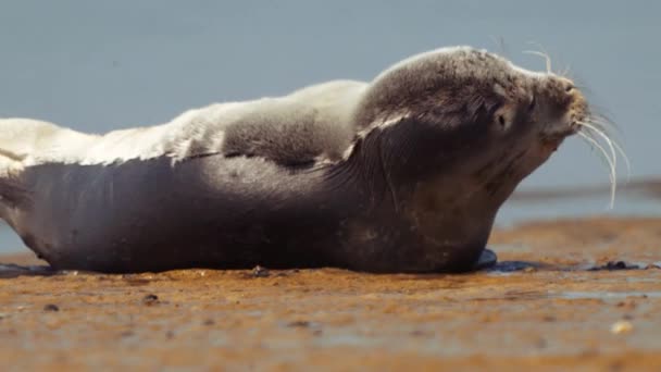 Gros Plan Otarie Détendre Sur Sable Plage Bord Mer — Video