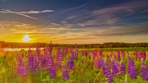 Hyperlapse Shot Beautiful Golden Sunset Flying Clouds Purple Flower Field — Video