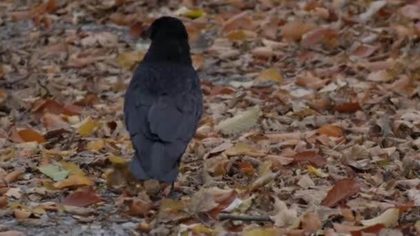 Een Zwarte Raaf Loopt Rond Zoek Naar Voedsel Grond Vol — Stockvideo