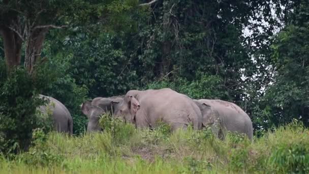 Uno Llega Otro Con Tronco Mientras Reúnen Elefante Indio Elephas — Vídeos de Stock