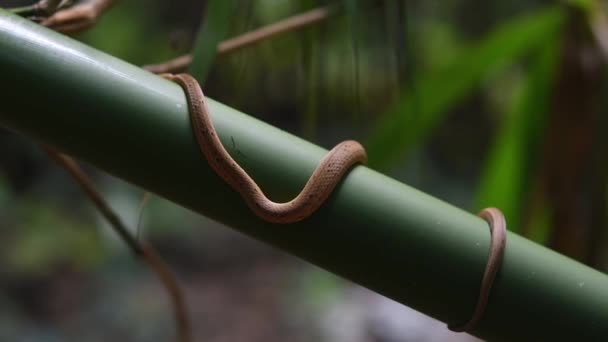 Seen Coiling Diagonal Bamboo Forest Common Mock Viper Psammodynastes Pulverulentus — Stock Video