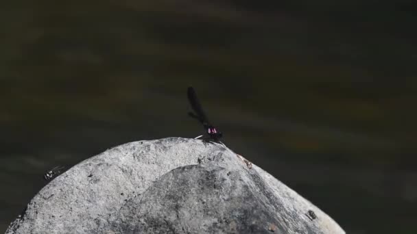 Arroccata Una Roccia Mezzo Fiume Mentre Muove Foce Una Mosca — Video Stock