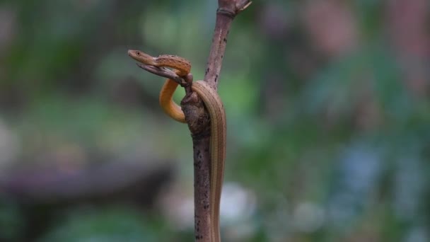 森の中の雨の下で竹の小枝の上に見られる 一般的なモックバイパー Psammodynastes Pulverulentus Khao Laem国立公園 — ストック動画