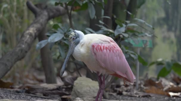 Close Shot Exotic Pink Colored Roseate Spoonbill Perched Branch Jungle — Stock Video