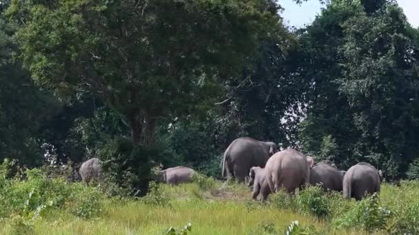 Una Manada Que Reúne Alrededor Árbol Durante Tarde Junior Corre — Vídeos de Stock