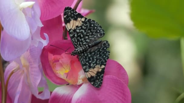 Vista Cerca Mariposa Tigre Batiendo Sus Alas Cámara Lenta Beber — Vídeos de Stock