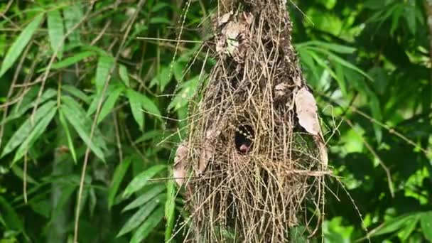 Nid Avec Oiseau Intérieur Tendant Son Niché Alors Oscille Autour — Video