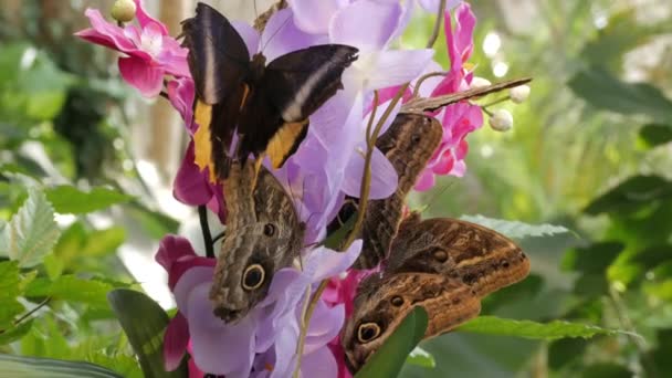 Vista Cerca Las Mariposas Negras Marrones Bebe Néctar Flores Púrpuras — Vídeo de stock