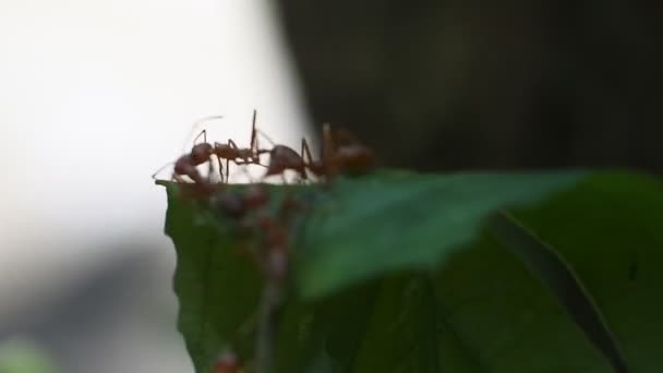 Las Hormigas Almejas Rangrang Oecophylla Son Hormigas Bastante Grandes Que — Vídeo de stock