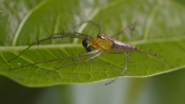 オレンジスパイダーHdビデオ 葉の虫の映像 クモの昆虫透明体色 — ストック動画