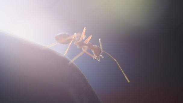 hmyz hd videa. Rangrangští mravenci nebo škeble (Oecophylla) jsou poměrně velcí mravenci, o nichž je známo, že mají vysokou schopnost utvářet popruhy pro svá hnízda. záběry tkalce.