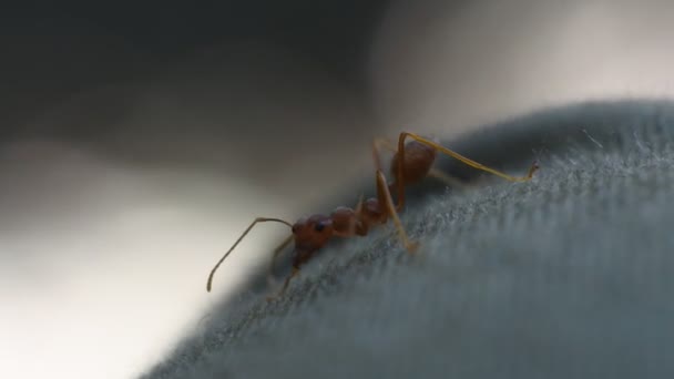 Insektsvideor Rangrang Myror Eller Musslor Oecophylla Ganska Stora Myror Som — Stockvideo