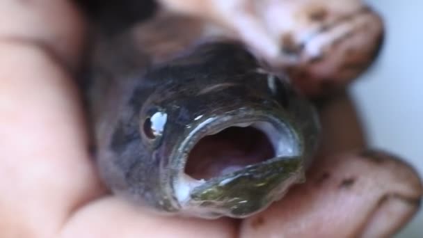 Small Cork Fish Channa Striata Hand Videos Close Fish Mouth — Stockvideo