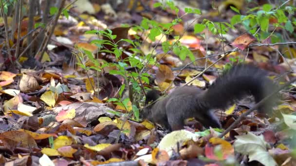 Eurasian Tree Squirrel Searching Food Abert Squirrel Sciurus Vulgaris Ground — Stock Video