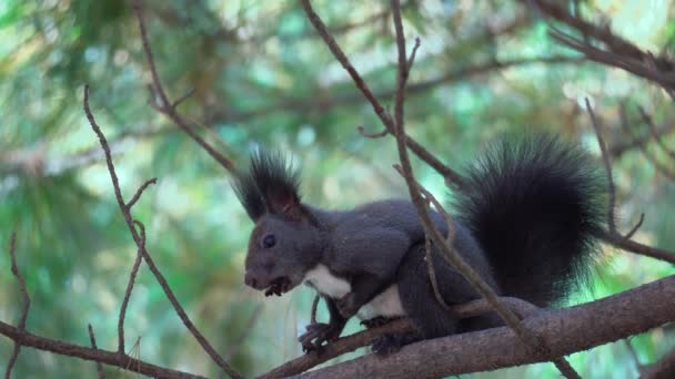 Esquilo Árvore Cinzenta Esquilo Abert Sciurus Vulgaris Sentado Ramo Pine — Vídeo de Stock