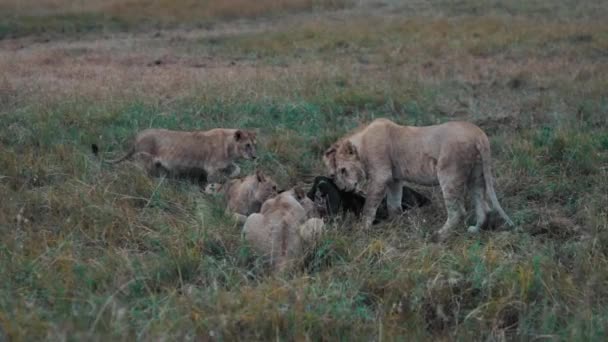 ケニアのマサイ マラで野生の野生動物を食べるライオン — ストック動画