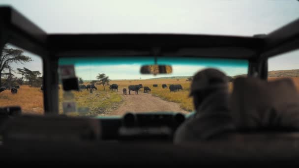 Pořízena skupina buvolů z Land Roveru během jízdy v Masai Mara, Keňa.