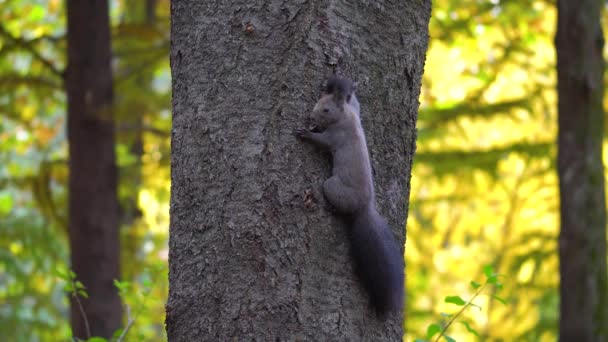 Esquilo Árvore Eurasian Tronco Árvore Pendurado Clambering Acima Também Conhecido — Vídeo de Stock