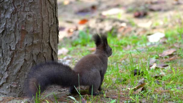 กระรอกต นไม เทาของย เรเช อกระรอกของเอเบ Sciurus Vulgaris งและย นบนขาหล งบนพ — วีดีโอสต็อก