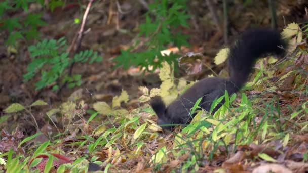 Eurazjatycka Wiewiórka Szara Lub Wiewiórka Berta Sciurus Vulgaris Szukająca Pożywienia — Wideo stockowe