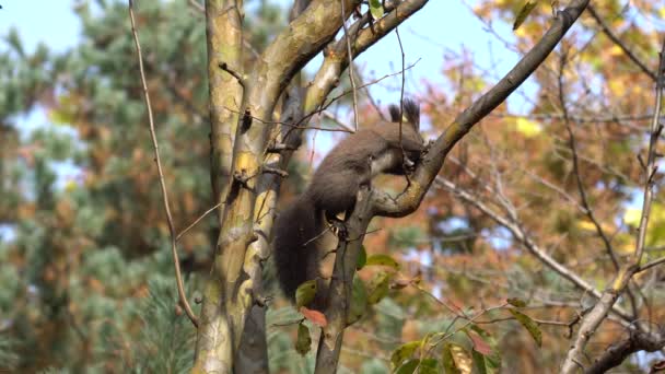 Eurasian Gray Tree Squirrel Abert Squirrel Sciurus Vulgaris — Stock Video