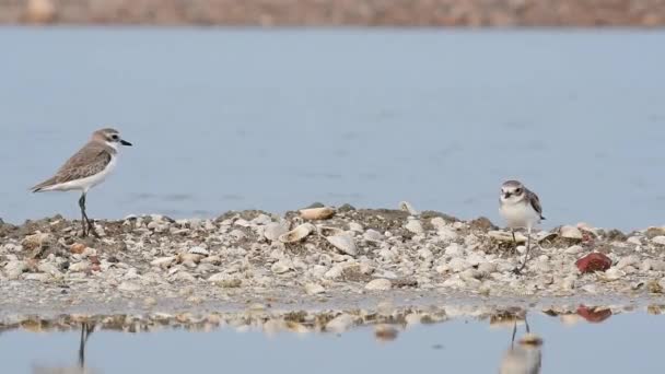 Dos Individuos Que Enfrentan Entre Mientras Caminan Una Sartén Plover — Vídeos de Stock