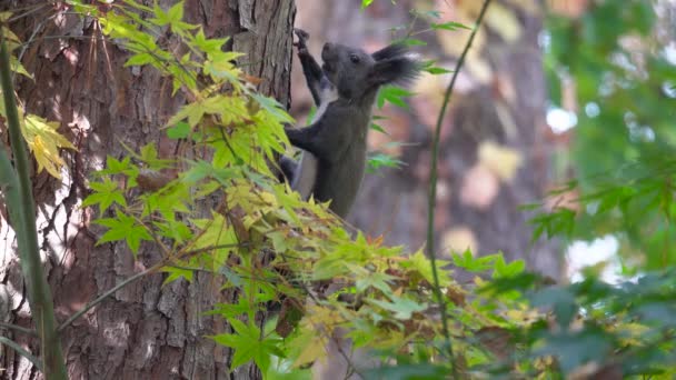 Ardilla Tronco Árbol Ardilla Gris Euroasiática Ardilla Abert Sciurus Vulgaris — Vídeos de Stock