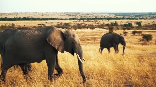 Een Olifant Loopt Door Masai Mara Samen Met Een Groep — Stockvideo