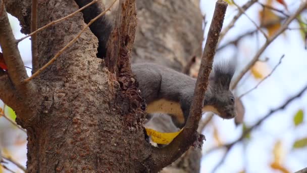 Squirrel Standing Rotten Stump Tree Looking Fast Breath Sciurus Vulgaris — Stock Video