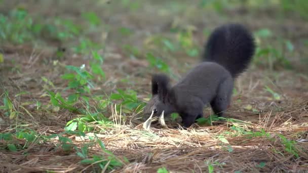 在首尔森林的静止不动的特写镜头里 欧亚红松鼠或韩国松鼠跳到地上 闻到落松的香味 正在寻找小径 — 图库视频影像