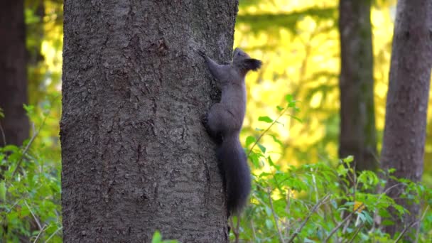 Korean Tree Squirrel Tree Trunk Hanging Jumping Also Known Gray — Stock Video