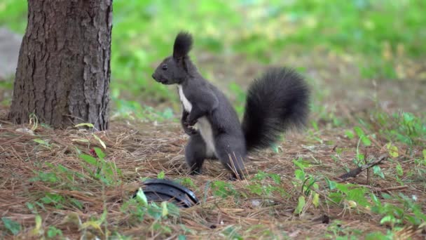 Koreańska Wiewiórka Drzewna Lub Eurazjatycka Wiewiórka Sciurus Vulgaris Szukająca Orzechów — Wideo stockowe