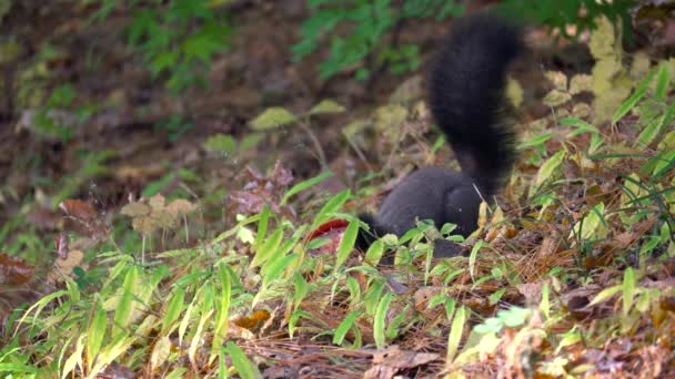 Wilde Eichhörnchen Plündern Abgefallenes Laub Gemischten Yangjae Wald Seoul — Stockvideo