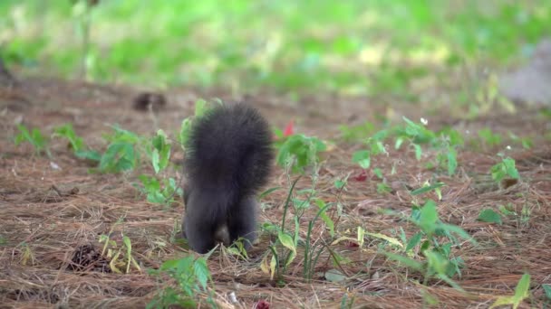 欧亚大陆红松鼠或韩国松鼠跳到地上 闻到落松针叶的味道 在首尔森林里寻找小径 — 图库视频影像