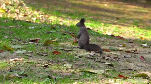 Ardilla Roja Eurasiática Sciurus Vulgaris Pie Las Patas Traseras Suelo — Vídeos de Stock