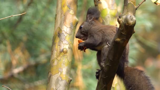 Esquilo Vermelho Eurasiano Comendo Frutas Cáqui Enquanto Sentado Galho Árvore — Vídeo de Stock