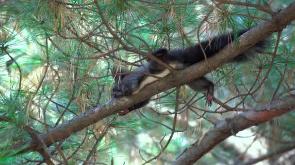 Koreanisches Baumhörnchen Sciurus Vulgaris Coreae Legt Sich Auf Einen Kiefernzweig — Stockvideo